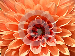 Orange colored columbine dahlia flower closeup