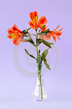 Orange colored flowers of alstroemeria, commonly called the Peruvian lily or lily of the Incas in a small transparent glass vase