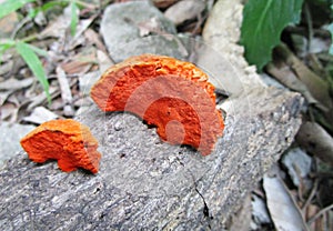 Orange colored fungi on the fallen trunk