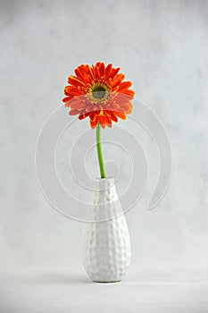 Gerbera Daisy in vase