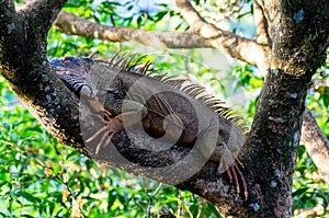 Orange colored Iguana resting in a tree - Muelle, Costa Rica