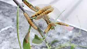 Orange colored jezebel caterpillar.