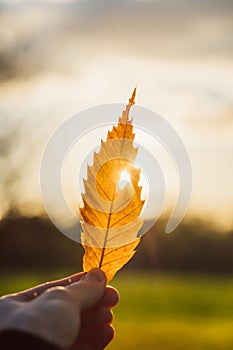 Orange colored leave hold by hand in direct sunlight