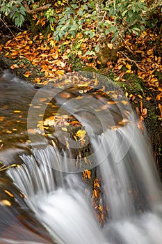 Orange colored leaves line the banks of Carson creek in Pisgah Forest