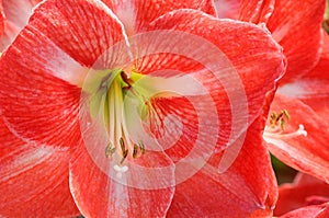 Orange Colored Lillies