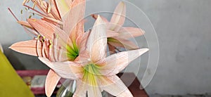 Orange colored Lily flower Amaryllis in close up with yellow stigmas and green center.