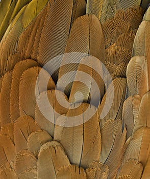 Orange Colored Macaw Feathers