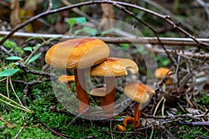 Orange colored mushrooms, toadstools