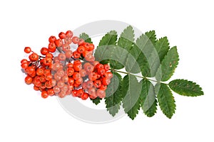 Orange colored rowanberries and leaf onwhite