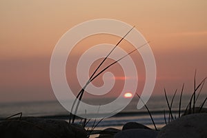 Orange colored sunset at the sea with some grass in the front . sligo strandhill ocean links connacht . Black grass silhouette