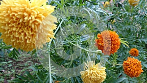 Orange colored thousand petals marigold flowers