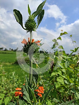 Bunt Wiese blume vor Grün a klar wolkig der himmel aus Blau weiß 