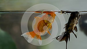 Orange Colorful Aquarium Goldfish in a Clear Water Tank