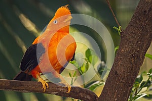 Orange colorful bird, Cotinga, on the rock photo