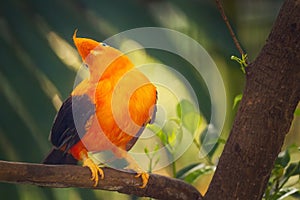 Orange colorful bird, Cotinga, on the rock