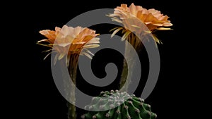 Orange Colorful Flower Timelapse of Blooming Cactus Opening