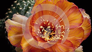 Orange Colorful Flower Timelapse of Blooming Cactus Opening