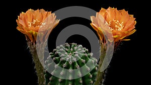 Orange Colorful Flower Timelapse of Blooming Cactus Opening