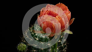 Orange Colorful Flower Timelapse of Blooming Cactus Opening