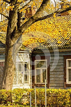 Orange colors tree leafs on the old house roof in authumn time