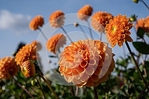 Orange colour Dahlia flowers, photographed against a clear blue sky in late summer at RHS Wisley garden, Surrey UK