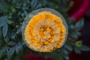 Orange marigold flower closeup shot