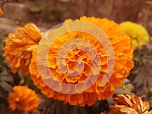 A Orange marigold flower in merigold garden