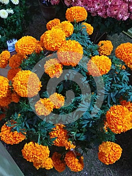 Orange colour mery gold flowers growing in our nursery in December , January month