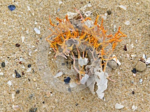 Orange coloured coral