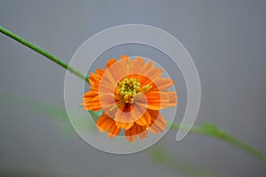 Orange coloured double layer cosmos flower on a plant. Beauty in nature.