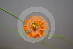 Orange coloured double layer cosmos flower on a plant. Beauty in nature.