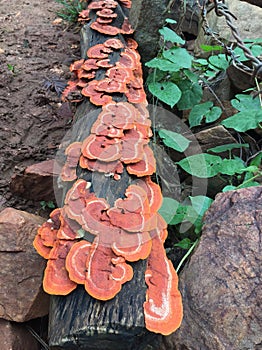 Orange coloured Jack Oâ€™ Lantern Mushrooms
