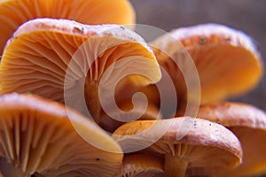 Orange-coloured wild mushrooms or toadstools growing on a log in the woods