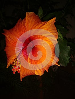 Orange colur hibiscus