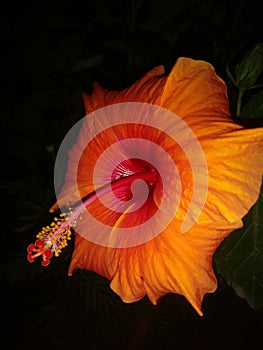 Orange colur hibiscus