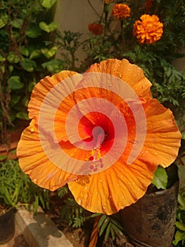 Orange colur hibiscus flowers in the garden