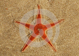 Orange Comb Starfish burying in the sand - Astropecten sp.