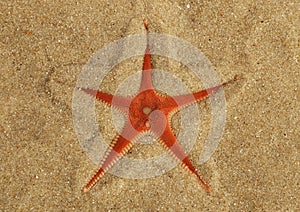 Orange Comb Starfish half buried in the sand - Astropecten sp.