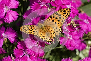 Orange Comma butterfly on pink flowers