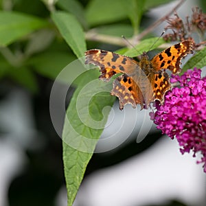 Orange comma butterfly - Polygonia c-album- with brown dots on dorsal wings on pink butterflybush - Buddleja davidii - in summer g