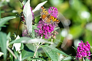 Orange comma butterfly - Polygonia c-album- with brown dots on dorsal wings on pink butterflybush - Buddleja davidii - in summer g photo