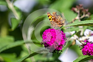 Orange comma butterfly - Polygonia c-album- with brown dots on dorsal wings on pink butterflybush - Buddleja davidii - in summer g photo