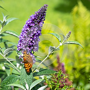 Orange comma butterfly - Polygonia c-album- with brown dots on dorsal wings on violet butterflybush - Buddleja davidii photo