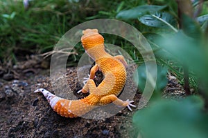 Orange Common Leopard Geckos Crawling photo
