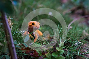 Orange Common Leopard Geckos Hunting photo