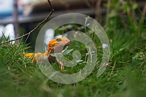 Orange Common Leopard Geckos Watching photo