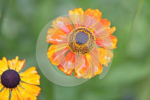 Orange Common sneezeweed Helenium autumnale Elibertus Griffioen, flower