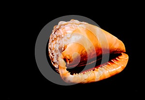 Orange Conch Sea Shell