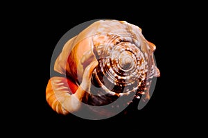 Orange Conch Sea Shell