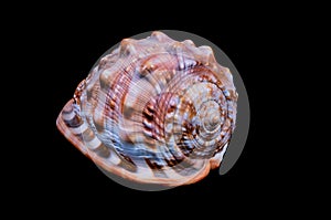 Orange Conch Sea Shell